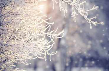 Branches in hoarfrost and snow in the winter