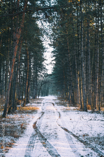 winter road in the forest with pine trees