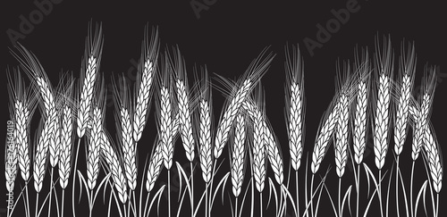 White wheat field isolated on black background. Set of wheat ears. Background for farms and bakeries. Collection of elements for company logos, print products, page and web decor or other design.