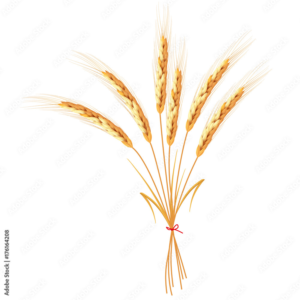 Fototapeta premium Golden wheat ears bandaged with red ribbon isolated on white background. Set of wheat ears. Background for farms and bakeries. Collection of elements for print products, web decor or other design.