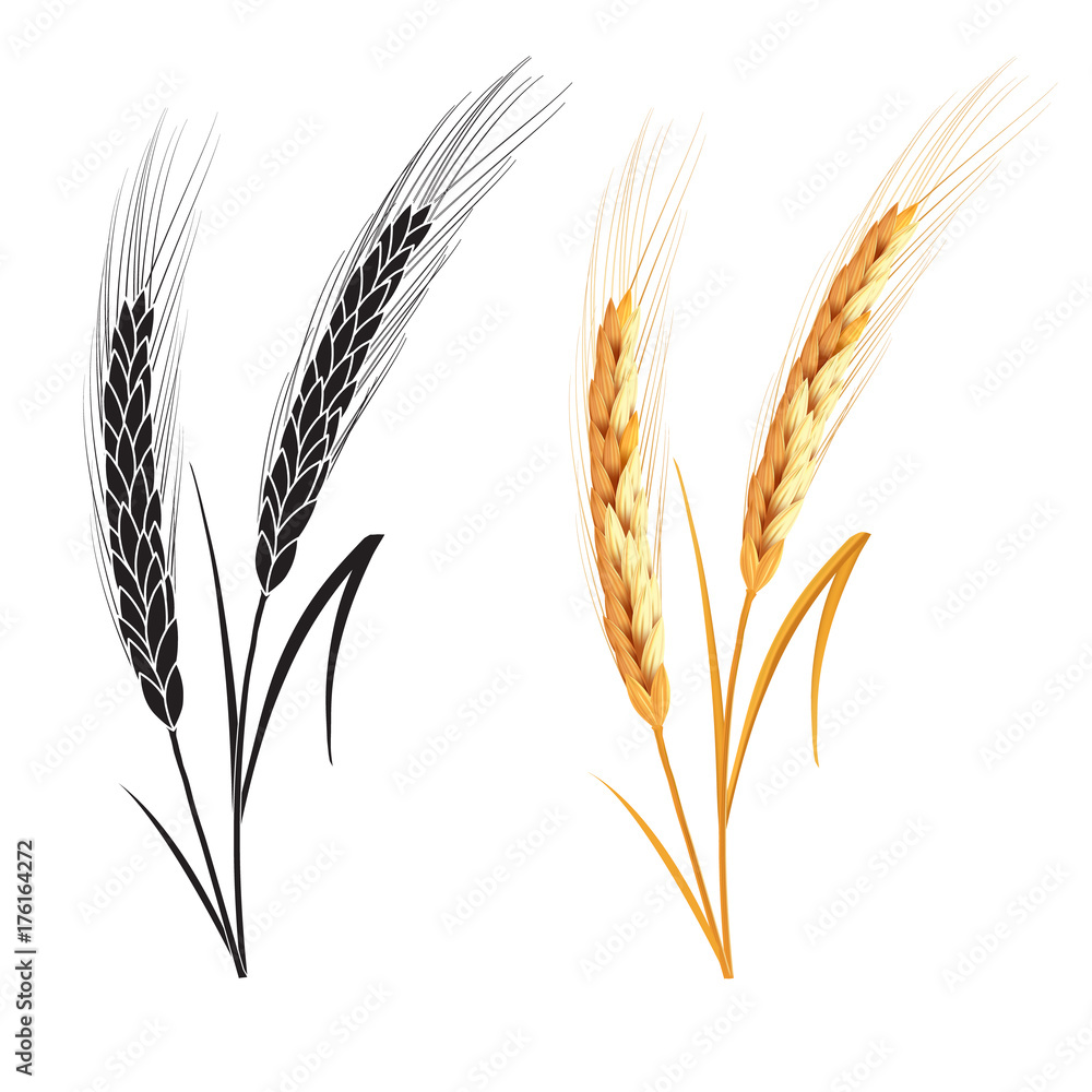 Black and gold wheat ears isolated on white background. Set of wheat ears. Background for farms and bakeries. Collection of elements for company logos, print products, web decor or other design. Black and gold wheat ears isolated on white background. Set of wheat ears. Background for farms and bakeries. Collection of elements for company logos, print products, web decor or other design.