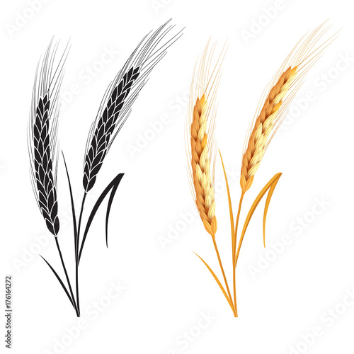 Black and gold wheat ears isolated on white background. Set of wheat ears. Background for farms and bakeries. Collection of elements for company logos, print products, web decor or other design.