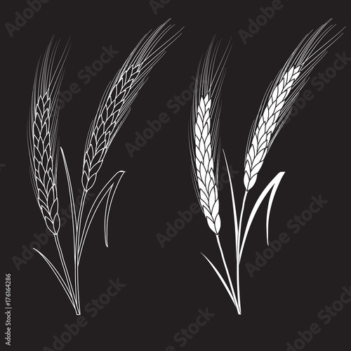 Black and white wheat ears isolated on black background. Set of wheat ears. Background for farms and bakeries. Collection of elements for company logos, print products, web decor or other design.