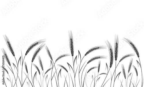 Black wheat field isolated on white background. Set of wheat ears. Background for farms and bakeries. Collection of elements for company logos, print products, page and web decor or other design.