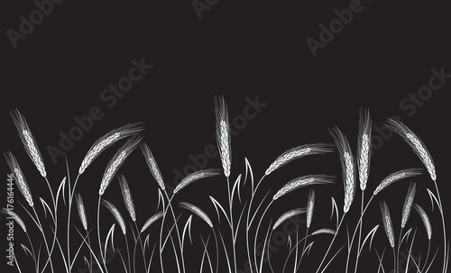White wheat field isolated on black background. Set of wheat ears. Background for farms and bakeries. Collection of elements for company logos, print products, page and web decor or other design.