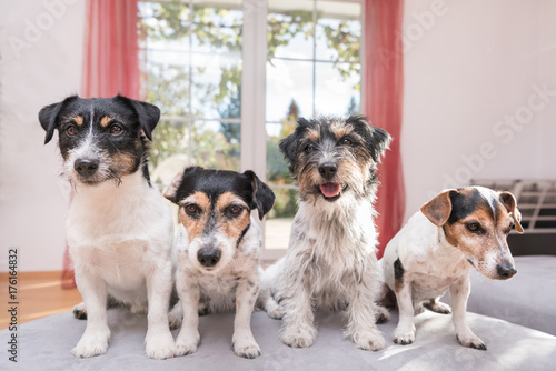 Jack Russell Terrier - 4 Hunde sitzen auf dem Sofa  © Karoline Thalhofer