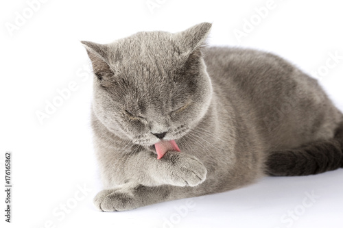 British cat washed closeup on isolation