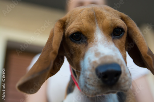 A close up photo of a Beagle 