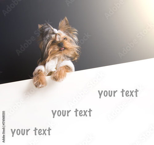Cute puppy lies on white carpet and black background. Yorkshire Terrier