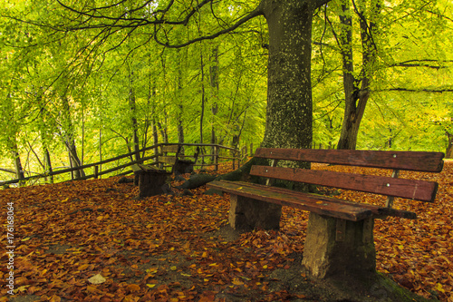 Sitzbank im Wald