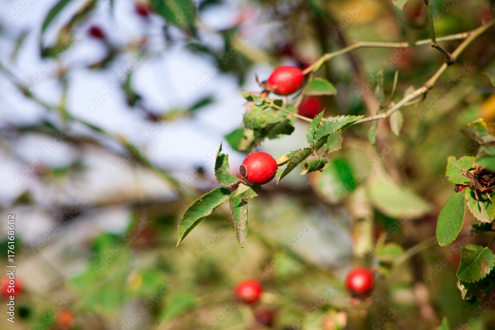 Red berry of dogrose dog-bramble in the autumn garden. autumn branches of a bush of a medical dogrose with red fruits