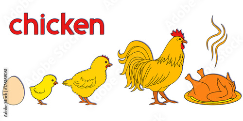 Chicken life way