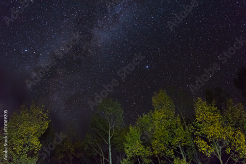 Aspen Tree Milky Way
