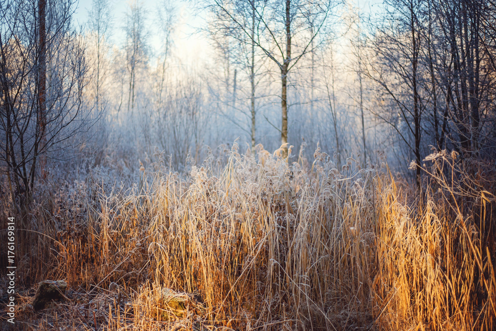 Fototapeta Frost in the forest