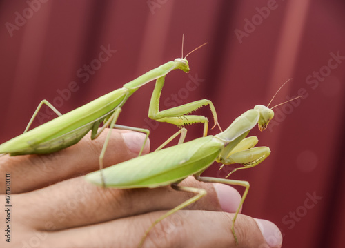 female and the mantis are sitting on the palm of a man. Insect predator mantis.