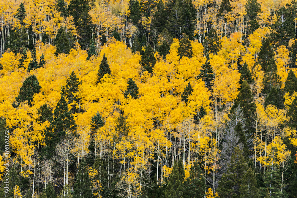 a mountainside covered in yellow aspens during fall a mountainside covered in yellow aspens during fall