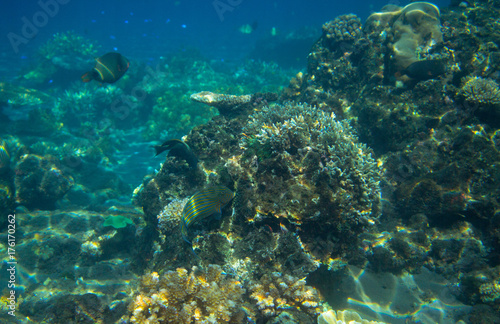 Seascape with coral reef. Tropical seashore inhabitants underwater photo.