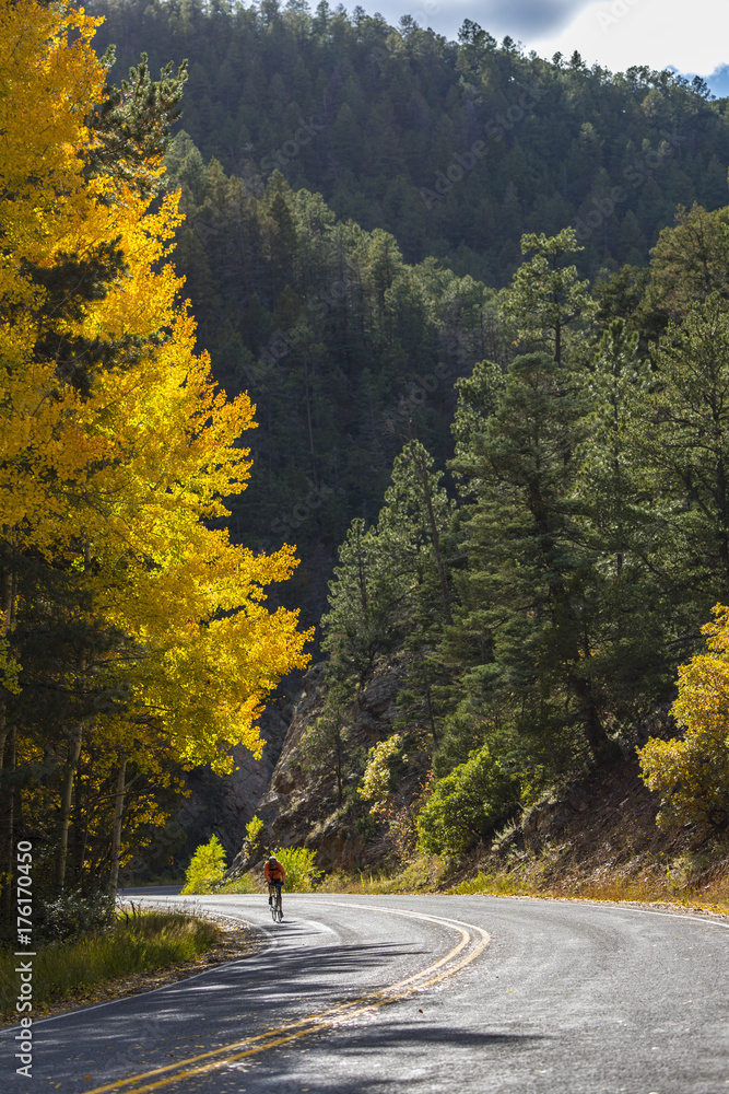 Fototapeta premium a cyclist riding on a windy mountain road under beautiful aspens in fall foliage