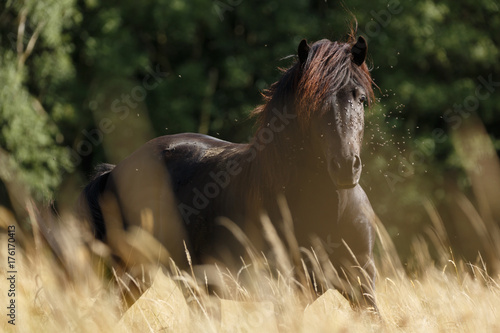 Fototapeta Naklejka Na Ścianę i Meble -  Isländer mit Fliegenplage