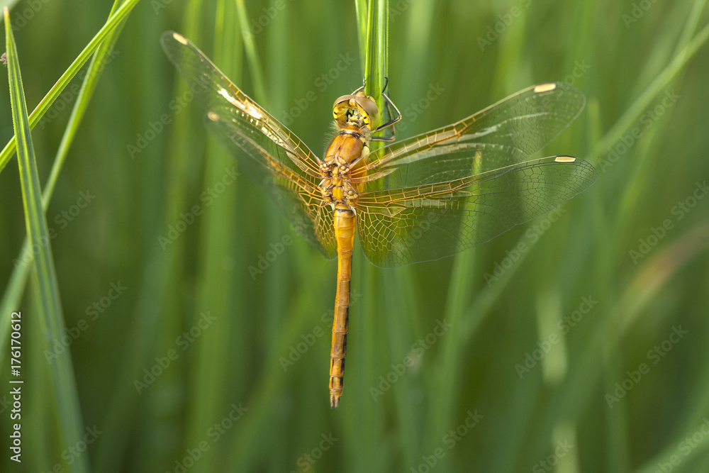 sympetrum flaveolum sympetrum flaveolum