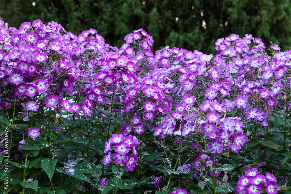 Fototapeta premium Beautiful flowers in park flowerbed