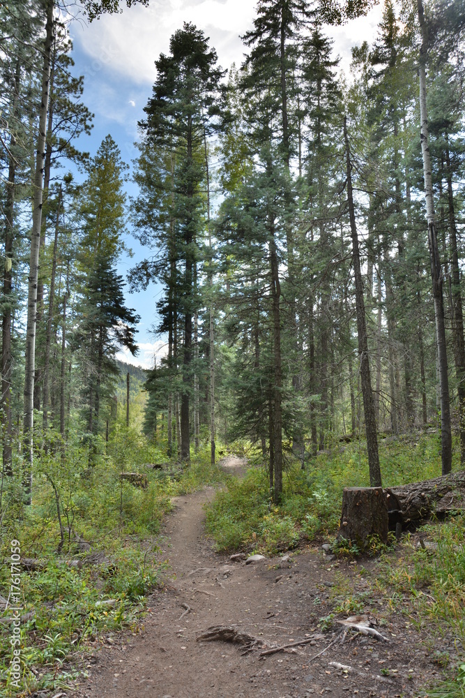 Fototapeta premium mountain spruce 