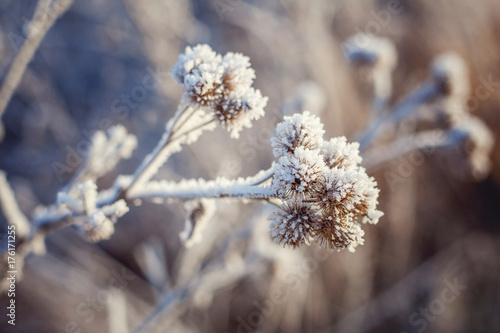 Frost on the grass © Юлия Завалишина