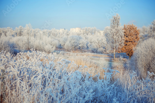 Wallpaper Mural Frost in the forest Torontodigital.ca