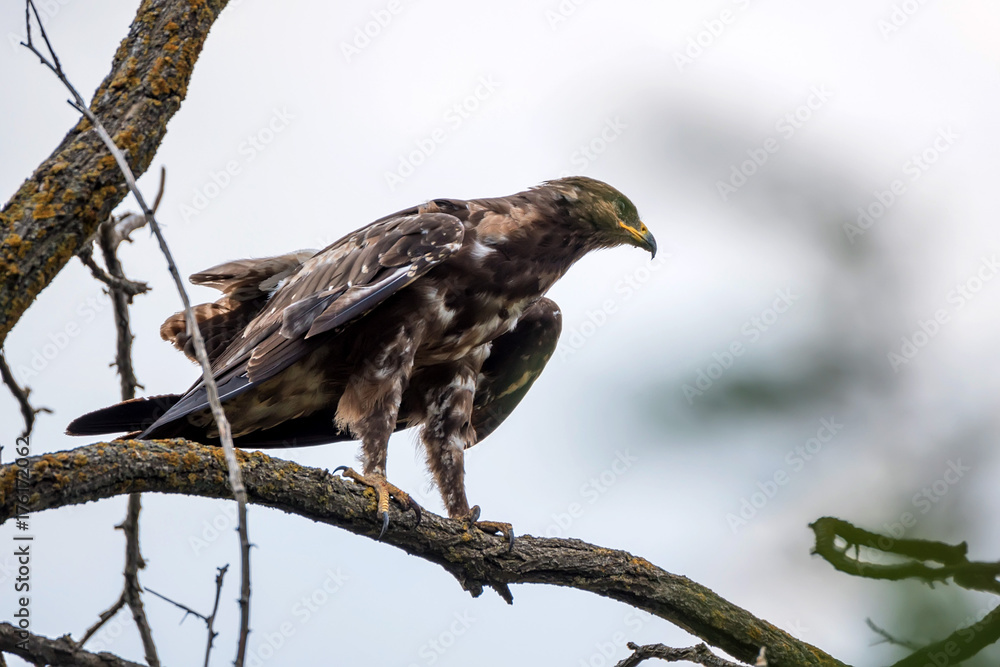 Greater spotted eagle or Clanga clanga Greater spotted eagle or Clanga clanga
