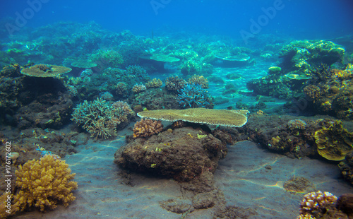 Sea bottom with coral reef. Tropical seashore inhabitants underwater photo.