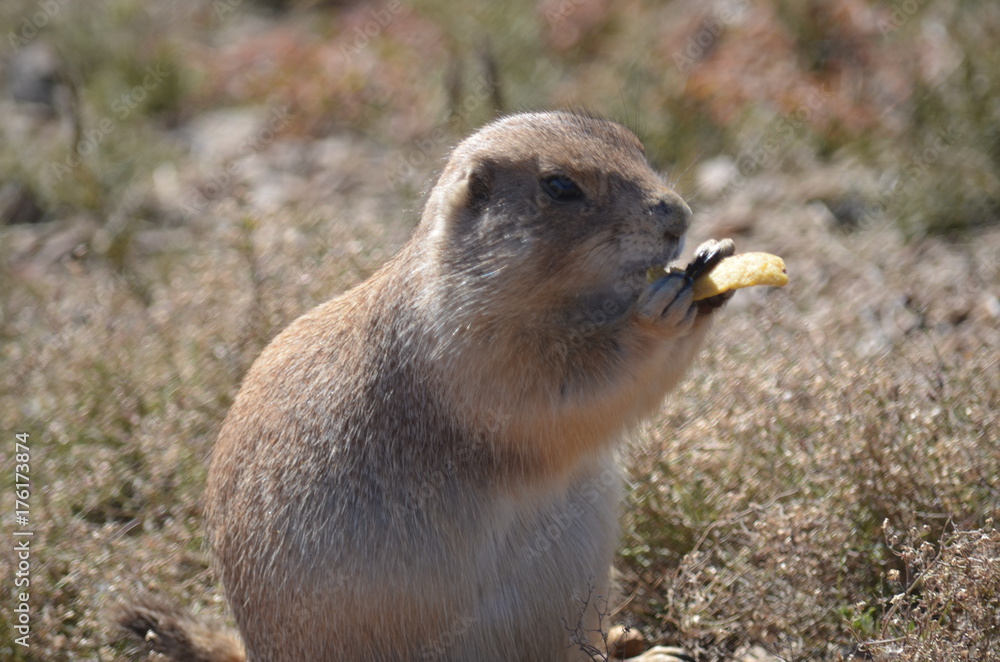 Fototapeta premium Prairie Dog 2