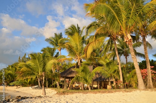 Plage de sable avec palmier et cocotier sur l'île Maurice