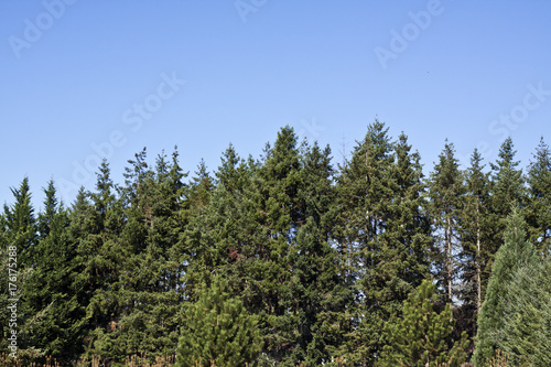Trees in front of sunny, blue sky