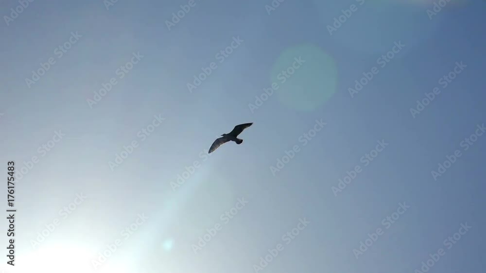 Flying silhouetted seagull crosses in front of sun