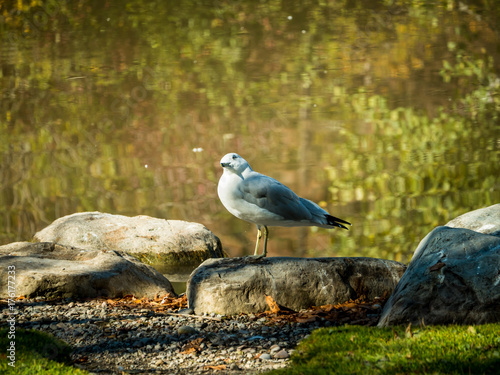 A common mew gull sits beside a pond on a crisp, sunny autumn day