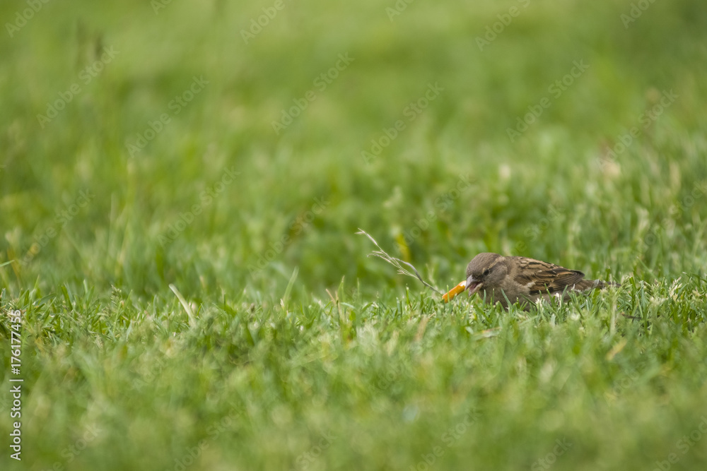 sparrow eats cookies on the green grass on the lawn. sparrow eats cookies on the green grass on the lawn.