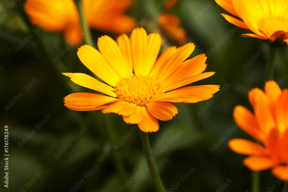 Marigold flowers