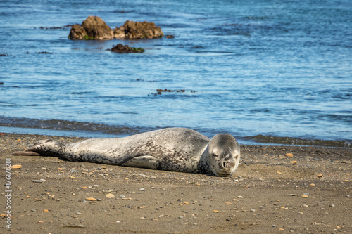 Leopard Seal, Owhiro Bay, Wellington