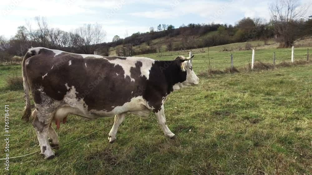 Cow on a summer pasture. Farmer pov following the cattle Cow on a summer pasture. Farmer pov following the cattle