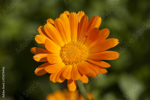 Flowers of calendula