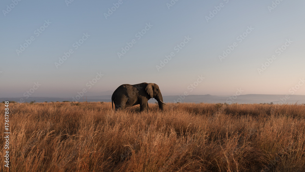 Bull Elephant Nambiti Game Reserve, South Africa. 