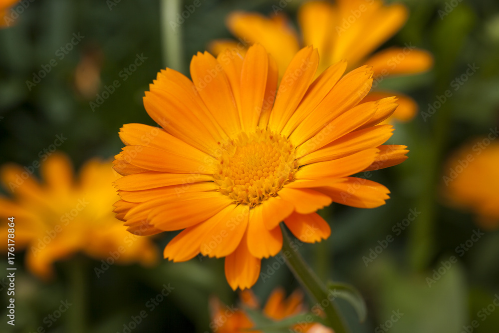 Marigold flowers