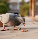 homing pigeon bird eating peanut