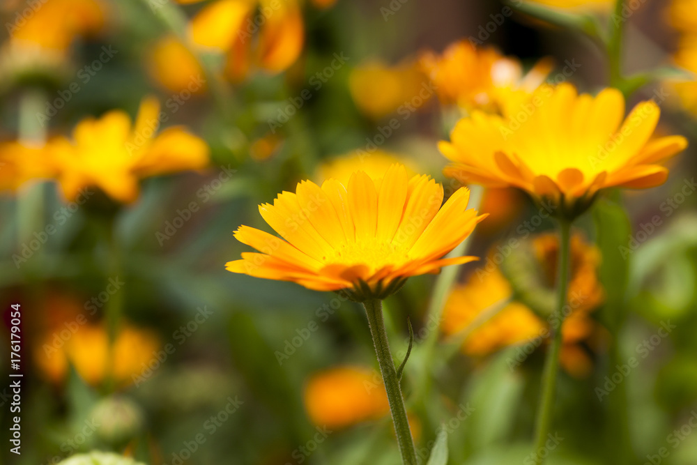 Obraz premium Flowers of marigold, field
