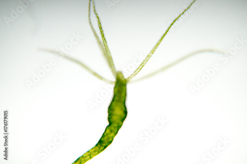 Hydra is a genus of small fresh-water animals