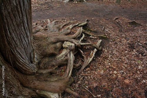Curious Roots