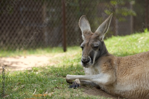 Kangaroo