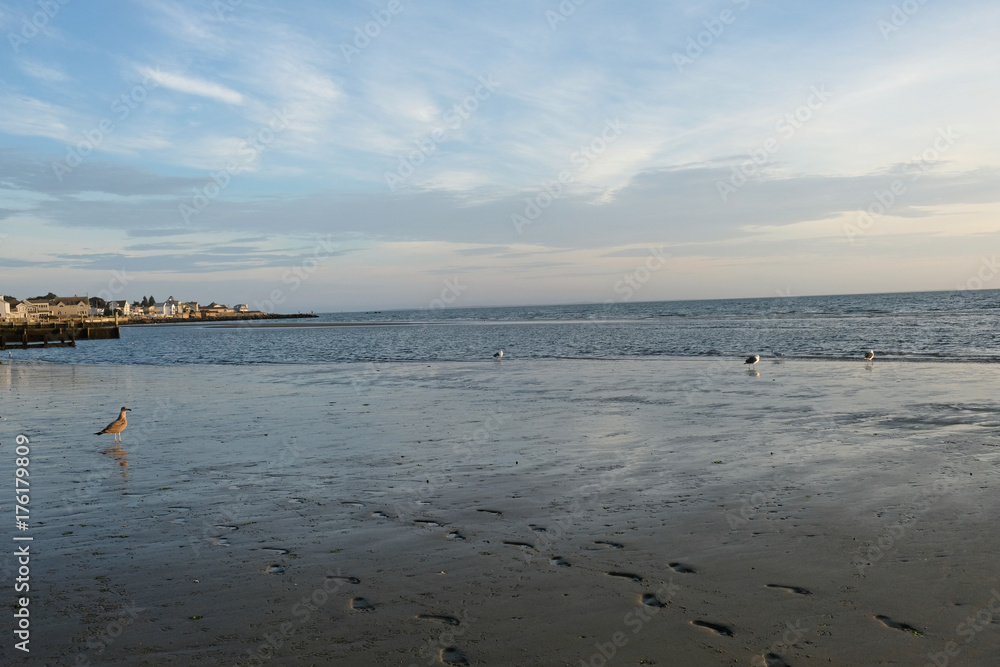Seashore with seagulls 5