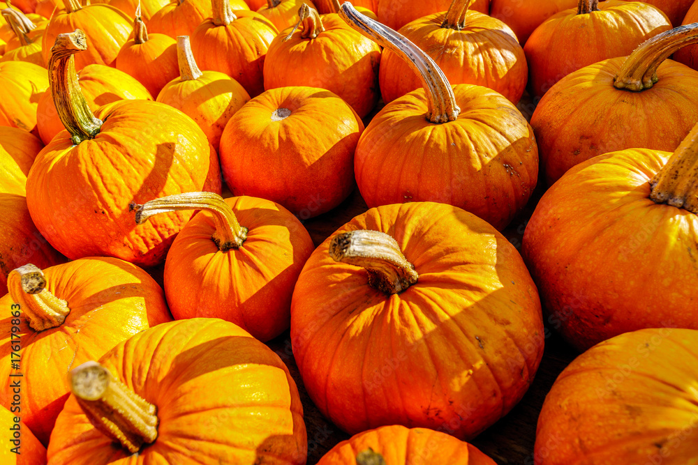 A Truckload of Ripe Pumpkins on a Sunny October Day A Truckload of Ripe Pumpkins on a Sunny October Day