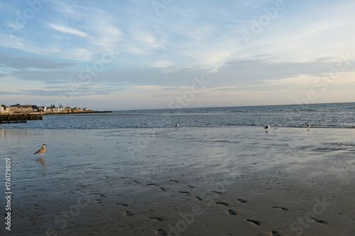 Seashore with seagulls 5